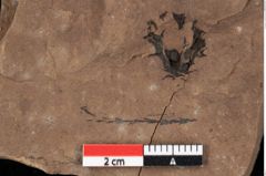 Foto (Detailansicht) von Glyptostrobus ungeri Heer (NHMW-GEO-2024-0188-0189)
